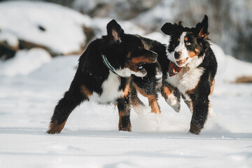 Bernese mountain dog in a beautiful forest