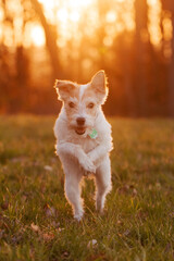 Parson Russell Terrier rennt auf einer Wiese im Sonnenuntergang