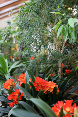 Fototapeta na wymiar Plants in a greenhouse in winter