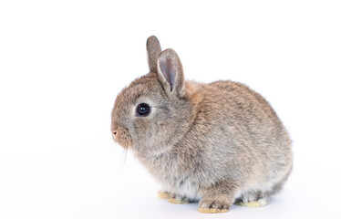 Live rabbits isolated on white background