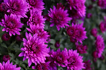 Obraz premium Pink Chrysanthemums in the autumn garden .Background of many small pink flowers of Chrysanthemum. Beautiful autumn flower background. Chrysanthemums Flowers blooming in garden at spring day. 