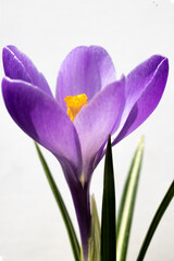 purple crocus flowers