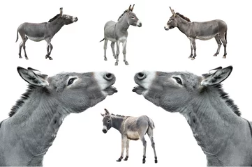 Fotobehang  donkey isolated on white background © fotomaster