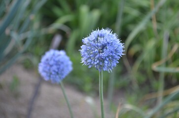 Blooming blue ornamental onion, scientific name Allium caeruleum