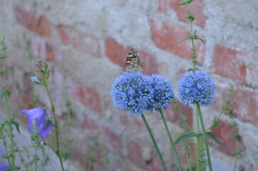 Blooming blue ornamental onion, scientific name Allium caeruleum
