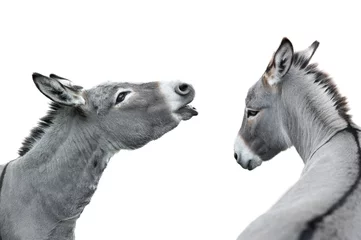 Fototapeten two donkey portrait isolated on white background © fotomaster