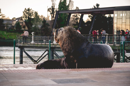 Big sea lions resting and tourists at Calle-calle river in sunset, Valdivia, Chile