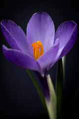 purple crocus flowers