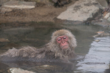 Naklejka premium The Japanese macaque (Macaca fuscata)