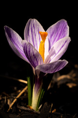 purple crocus flowers