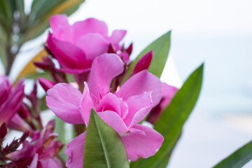 Pink oleander flower in the garden