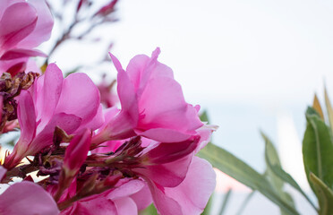Pink oleander flower in the garden