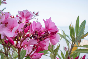 Fototapeta na wymiar Pink oleander flower in the garden