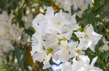 White oleander flower in the garden