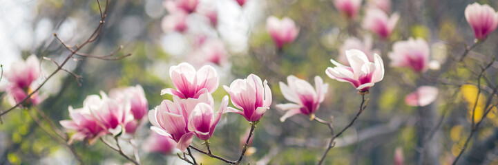 Obraz na płótnie Canvas Magnolia tree blossom in spring, purple flowers on soft blurred background with sunshine