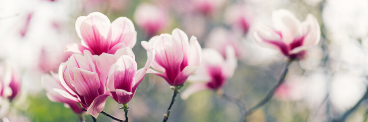 Fototapeta na wymiar Magnolia tree blossom in spring, purple flowers on soft blurred background with sunshine