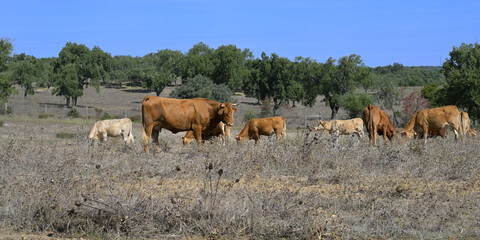 Cows grazing in a prairie,Village of Our Lady of Guadalupe,  Evora, Alentejo, Portugal