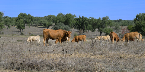 Cows grazing in a prairie,Village of Our Lady of Guadalupe,  Evora, Alentejo, Portugal
