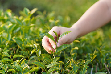 Asian woman hand picking up the tea leaves from the tea plantation, the new shoots are soft shoots. Water is a healthy food and drink. as background Healthcare concept with copy space.