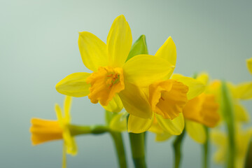 Bunch of blooming daffodils