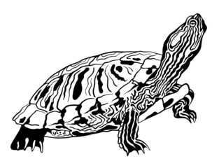 vector illustration of a Red-eared turtle