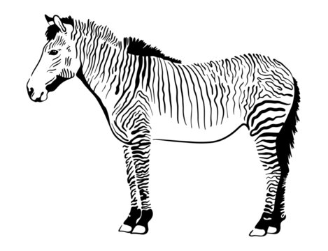 Zorse vector illustration isolated