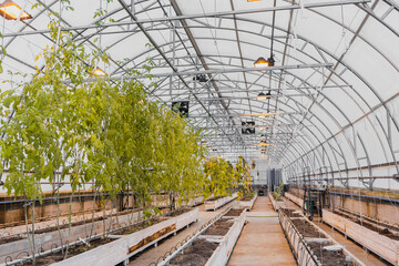 Green Plants and ground in empty greenhouse.