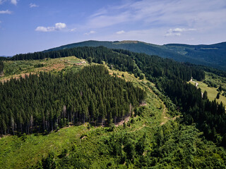 Aerial view of the mountain dirt road and forest in spring, Carpathian mountains, Ukraine, Colorful landscape with hills with green grass and trees, Nature background