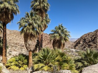 View of Fortynine Palms Oasis in Joshua Tree National Park, California