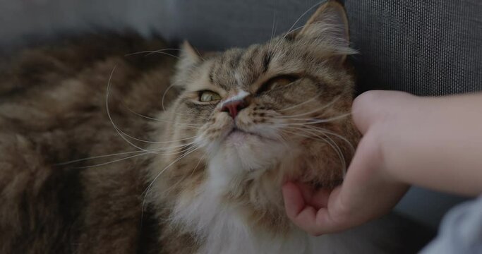 Close up hand of owner is giving the furry cat a massage with love.