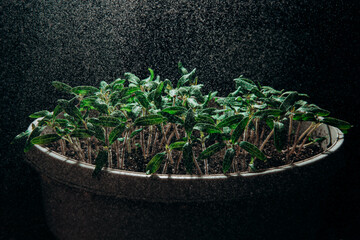 microgreen mustard sprouts green textural background