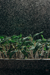 Fresh organic microgreen on the black background