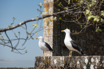 Seagull Portrait in Normandy France