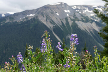 Rainier Lupines