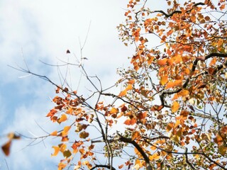 秋の青空とカエデの葉