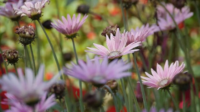 Pretty flowers/Jolies fleures