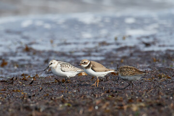 Sandregenpfeifer, Sanderling  und Alpenstrandläufer an der Ostsee	