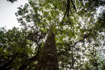 Fototapeta premium tree in the forest