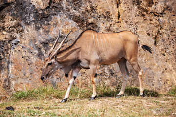 Beautiful Images of African largest Antelope. Wild african Eland antelope close up,