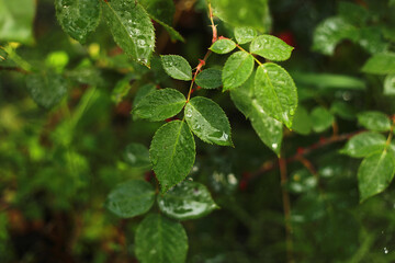 A closeup of wet leaves and a red rose flower from the rain growing in the garden