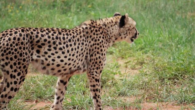 cheetah is walking, slow motion
