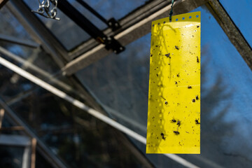 Dead flies stuck on a piece of flypaper hanging from the roof of a greenhouse. It is being used to...