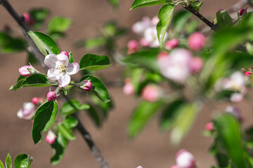 Fototapeta premium Blooming apple tree in spring. Pink flowers of an apple tree