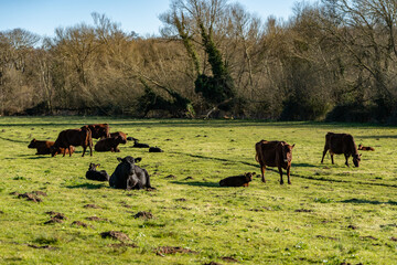Dairy Cows with their calf's grazing on green grass in spring in the rural Suffolk countryside