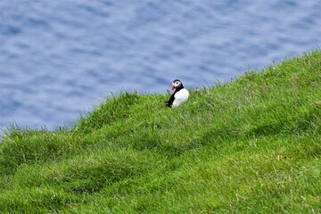 Warten auf den Partner - Ein Puffin am grasbewachsenen Ufer- Insel Heimaey, Island