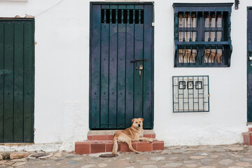 Dog resting on doorstep