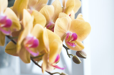 Orchids blooming in a room in a flowerpot close-up