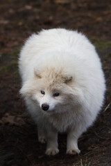 Albino-Waschb&auml;r