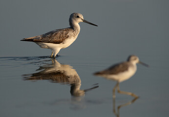 Selective focus on Common Greenshank at Asker Marsh, Bahrain