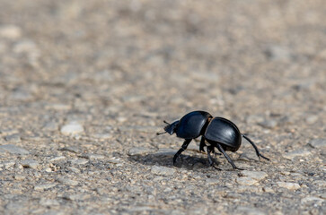 Protected flightless dung beetle in Addo Elephant National Park